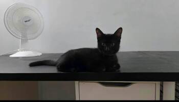 Panther -  Domestic Short Hair Cat for Adoption in Sainte-martine, Quebec - Panther | PetCurious