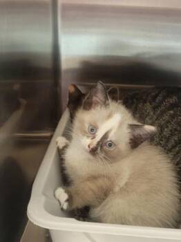 Miss Feisty -  Domestic Short Hair Cat for Adoption in Fishers, Indiana - Miss Feisty | PetCurious