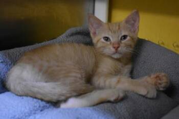Clive -  Domestic Short Hair Cat for Adoption in Kansas City, Missouri - Clive | PetCurious