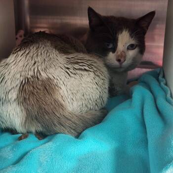 Domestic Medium Hair Cats Available for Adoption in Cedaredge, Colorado - Jag | PetCurious