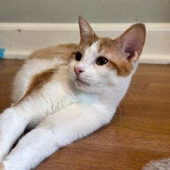 Domestic Short Hair Cats Available for Adoption in Gibsonia, Pennsylvania - Slush | PetCurious