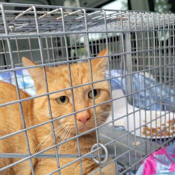 Lincoln 941000032680483 -  Domestic Short Hair Cat for Adoption in Rochester, Minnesota - Lincoln 941000032680483 | PetCurious
