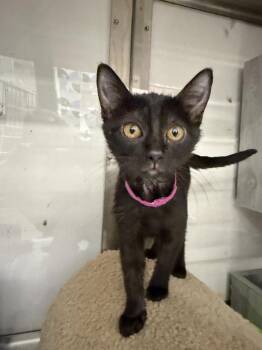 Lune -  Domestic Short Hair Cat for Adoption in Alafaya, Florida - Lune | PetCurious