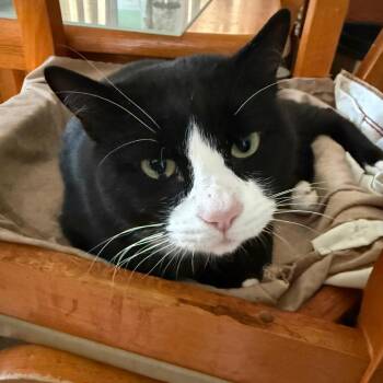 Miller -  Domestic Short Hair Cat for Adoption in Skokie, Illinois - Miller | PetCurious