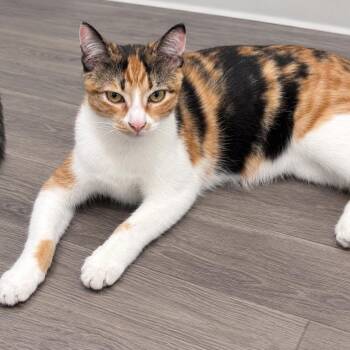 Cali -  Domestic Short Hair and Calico Cat for Adoption in Liverpool, Texas - Cali | PetCurious