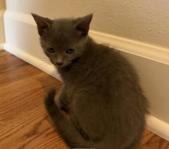 CHROMIUM -  Domestic Short Hair Cat for Adoption in Colorado Springs, Colorado - CHROMIUM | PetCurious