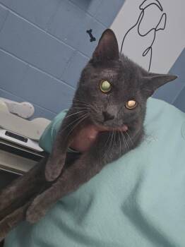 Domestic Short Hair Cats Available for Adoption - Popeye | PetCurious