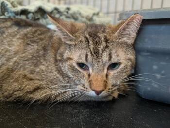 Miss Frankie -  Domestic Short Hair Cat for Adoption in Ogden, Utah - Miss Frankie | PetCurious