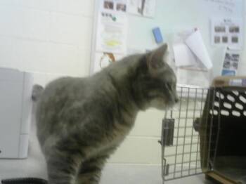 JERRY -  Domestic Short Hair Cat for Adoption in Loveland, Colorado - JERRY | PetCurious