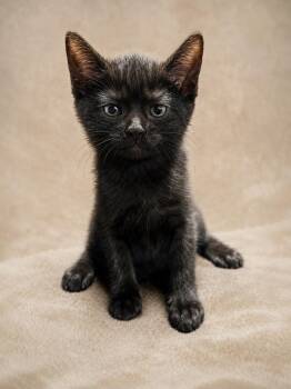 Valkyrie -  American Shorthair Cat Available for Adoption in Miami, Florida - Valkyrie | PetCurious
