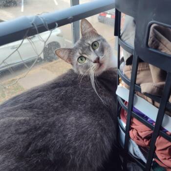 Mia -  Domestic Short Hair and Tabby Cat for Adoption in Liverpool, Texas - Mia | PetCurious