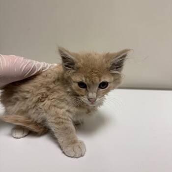 Sincere -  Domestic Medium Hair Cat for Adoption in Reno, Nevada - Sincere | PetCurious
