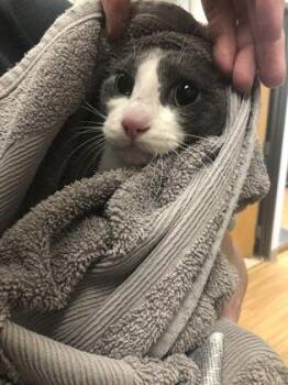 Domestic Short Hair Cats Available for Adoption in Hillsboro, Oregon - Annalise | PetCurious
