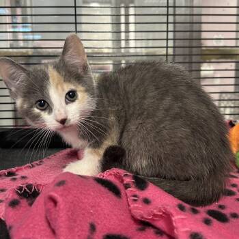 Maid Marian -  Domestic Short Hair Cat for Adoption in Binghamton, New York - Maid Marian | PetCurious