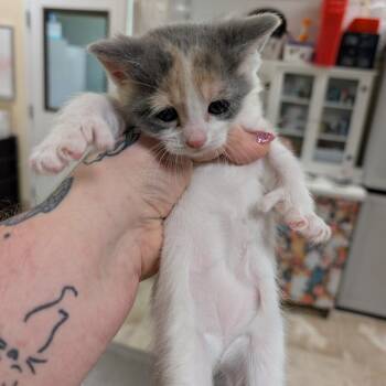 Sour Cream -  Domestic Short Hair Cat for Adoption in Titusville, Florida - Sour Cream | PetCurious