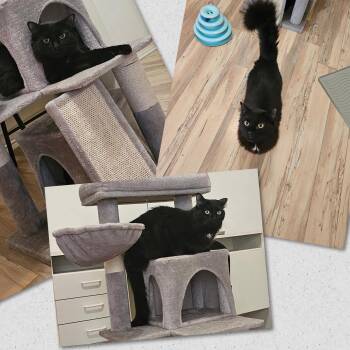 Mookie -  Domestic Medium Hair Cat for Adoption in Naples, Florida - Mookie | PetCurious