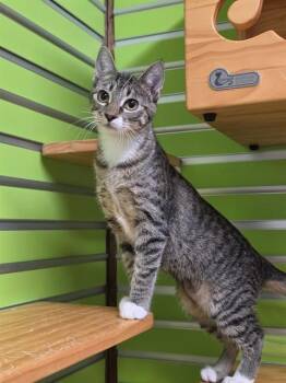 COLA -  Domestic Short Hair Cat for Adoption in St. Peters, Missouri - COLA | PetCurious