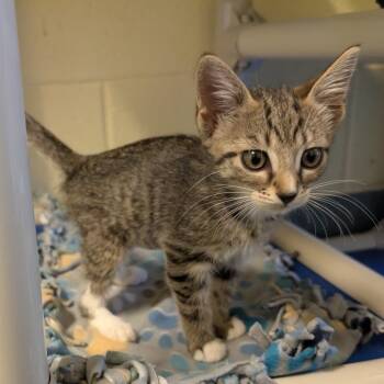 Sally -  Domestic Short Hair Cat for Adoption - Sally | PetCurious