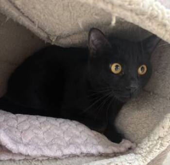 Rescue Domestic Short Hair Cats for Adoption in North Street, Michigan - Zeppelin | PetCurious