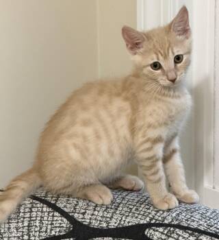 Zane -  Domestic Short Hair Cat for Adoption in Duluth, Georgia - Zane | PetCurious