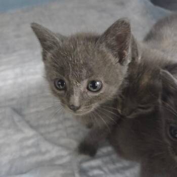 Misty -  Domestic Short Hair Cat for Adoption in Madisonville, Kentucky - Misty | PetCurious