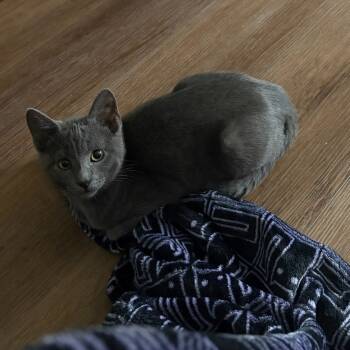 Rescue Domestic Short Hair Cats for Adoption in Chattanooga, Tennessee - Mayhem | PetCurious