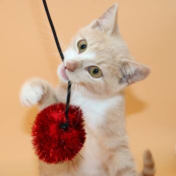 Rescue Domestic Short Hair Cats for Adoption in Martensdale, Iowa - Ranchu | PetCurious