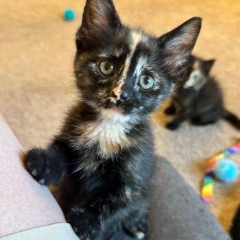 Bubbles Beach -  Domestic Short Hair and Tortoiseshell Cat for Adoption in Morrison, Colorado - Bubbles Beach | PetCurious