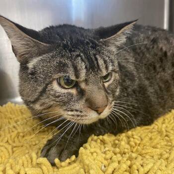 Atlas -  Domestic Short Hair Cat for Adoption in Port Charlotte, Florida - Atlas | PetCurious