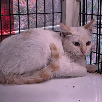 Sven -  Siamese and Domestic Short Hair Cat for Adoption in TIMBERCRK CYN, Texas - Sven | PetCurious
