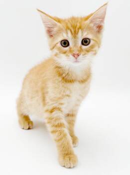 Tiny Tina is a tiny treasure - So sweet and gorgeous - RARE ORAN -  Tabby and Maine Coon Cat for Adoption in Bedford Hills, New York - Tiny Tina Is A Tiny Treasure - So Sweet And Gorgeous - RARE ORAN | PetCurious