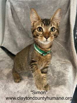 Rescue Abyssinian and Tabby Cats for Adoption in Locust Grove, Georgia - Simon - CCHS | PetCurious