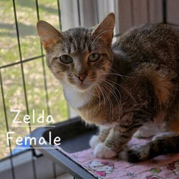 Domestic Short Hair Cats Available for Adoption in Austin, Texas - Zelly | PetCurious