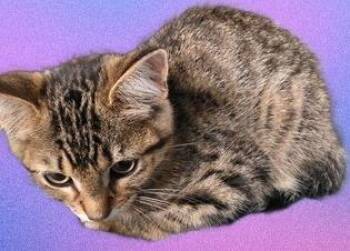 ClickerFinger -  Domestic Short Hair Cat for Adoption in Simcoe, Ontario - ClickerFinger | PetCurious