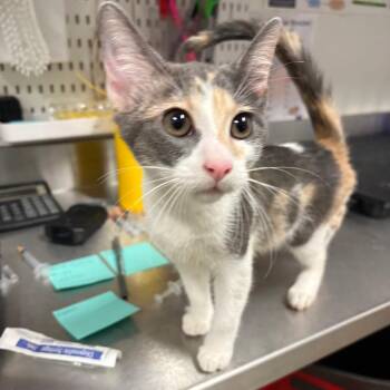 Bo Peep -  Domestic Short Hair Cat for Adoption in League City, Texas - Bo Peep | PetCurious