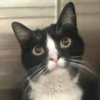 Spice -  Domestic Short Hair Cat for Adoption in Las Vegas, Nevada - Spice | PetCurious