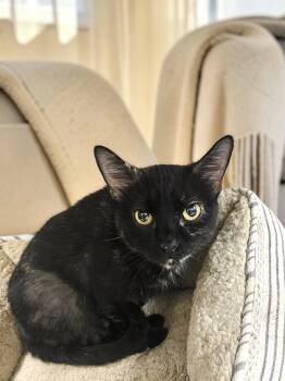 Daphne -  Domestic Short Hair Cat for Adoption in Champaign, Illinois - Daphne | PetCurious