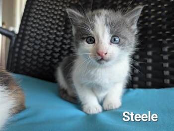 Domestic Short Hair Cats Available for Adoption in Rosenberg, Texas - STEELE | PetCurious