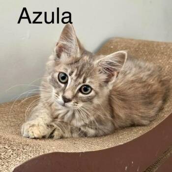 Azula -  Domestic Short Hair Cat for Adoption in Winchester, Virginia - Azula | PetCurious