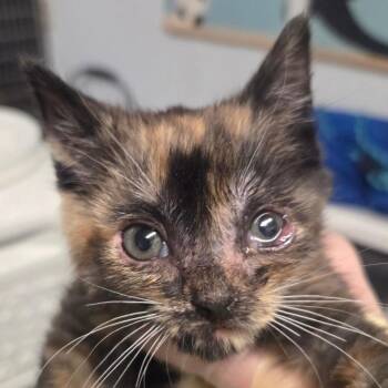 Domestic Short Hair Cats Available for Adoption in Kennebunk, Maine - Mel | PetCurious