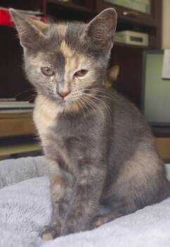 Patches -  Domestic Short Hair Cat for Adoption in Wayne, New Jersey - Patches | PetCurious