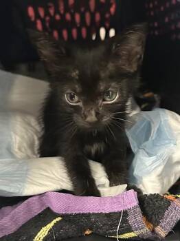 A2480215 -  Domestic Short Hair Cat for Adoption in Fort Lauderdale, Florida - A2480215 | PetCurious