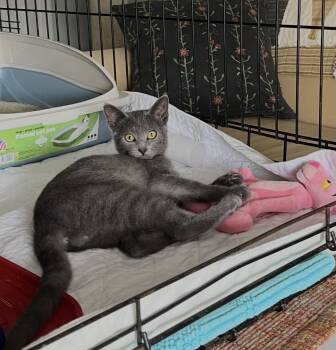 Smokey -  Domestic Short Hair Cat for Adoption in Columbus, Ohio - Smokey | PetCurious