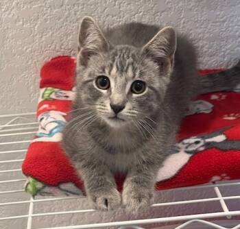 Rescue Domestic Short Hair Cats for Adoption in Minneapolis, Minnesota - Baja Blast | PetCurious