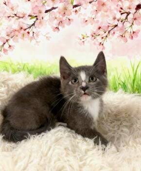 Domestic Short Hair Cats Available for Adoption in Tehachapi, California - Eggroll | PetCurious