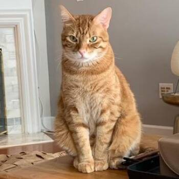 Theo -  Domestic Short Hair Cat for Adoption in Cumming, Georgia - Theo | PetCurious