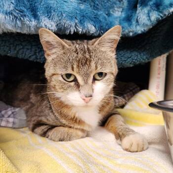 Shadow -  Domestic Short Hair Cat for Adoption in Walker, Michigan - Shadow | PetCurious
