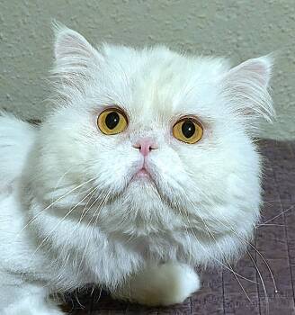 Sushi -  Persian Cat for Adoption in Converse, Texas - Sushi | PetCurious