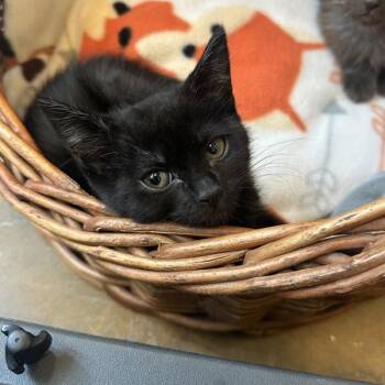 Domestic Long Hair Cats Available for Adoption in Walnut Creek, California - Azul The Eagle | PetCurious