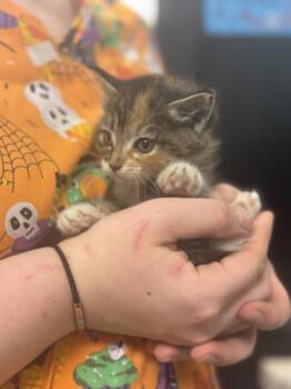 Peony -  Domestic Short Hair Cat Available for Adoption in Salisbury, Maryland - Peony | PetCurious
